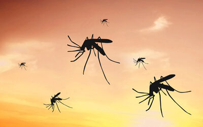 TIPS FOR DEALING WITH MOSQUITOES