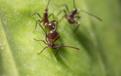 THREE BEST PRACTICES TO PREVENT ANTS