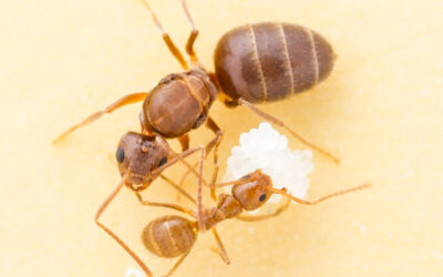 UNDERSTANDING UNWELCOME ANT SPECIES